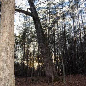 Photo of 20 acres of Hunting and Recreational Land For Sale in Halifax County VA!