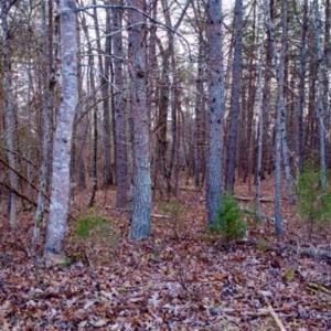 Photo of 20 acres of Hunting and Recreational Land For Sale in Halifax County VA!