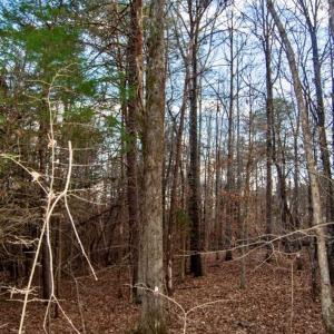 Photo of 20 acres of Hunting and Recreational Land For Sale in Halifax County VA!
