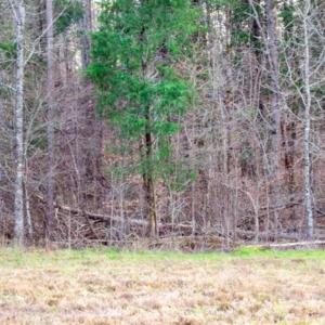 Photo of 20 acres of Hunting and Recreational Land For Sale in Halifax County VA!