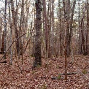 Photo of 20 acres of Hunting and Recreational Land For Sale in Halifax County VA!