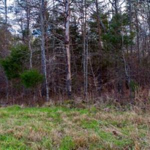 Photo of 20 acres of Hunting and Recreational Land For Sale in Halifax County VA!