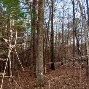 Photo of 20 acres of Hunting and Recreational Land For Sale in Halifax County VA!
