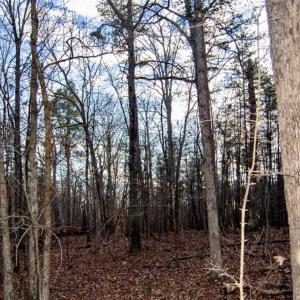 Photo of 20 acres of Hunting and Recreational Land For Sale in Halifax County VA!