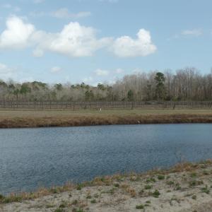 Photo #3 of 1717 Heritage Rd., Loris, SC 51.3 acres