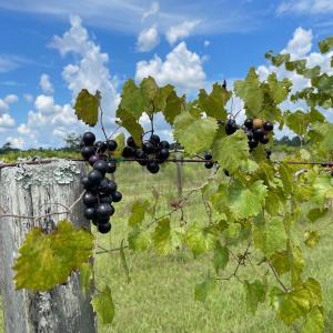 Photo #25 of 1717 Heritage Rd., Loris, SC 51.3 acres