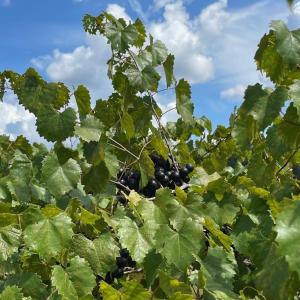 Photo #32 of 1717 Heritage Rd., Loris, SC 51.3 acres