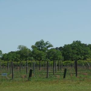 Photo #21 of 1717 Heritage Rd., Loris, SC 51.3 acres