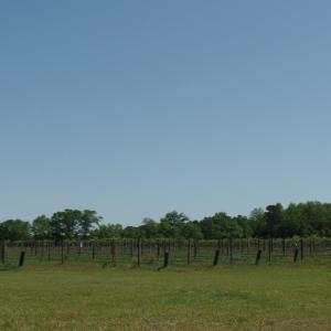 Photo #18 of 1717 Heritage Rd., Loris, SC 51.3 acres