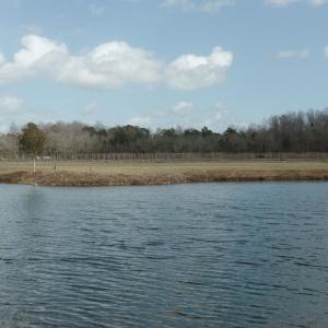Photo #5 of 1717 Heritage Rd., Loris, SC 51.3 acres