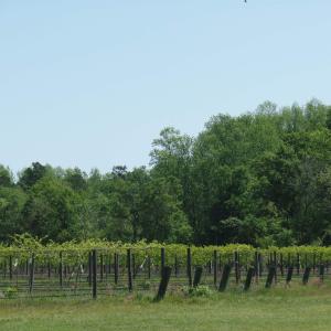 Photo #19 of 1717 Heritage Rd., Loris, SC 51.3 acres