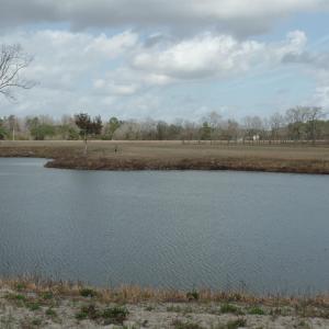 Photo #4 of 1717 Heritage Rd., Loris, SC 51.3 acres