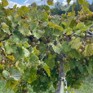 Photo #30 of 1717 Heritage Rd., Loris, SC 51.3 acres