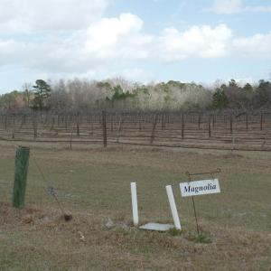 Photo #8 of 1717 Heritage Rd., Loris, SC 51.3 acres