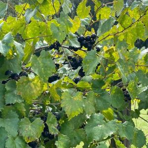 Photo #33 of 1717 Heritage Rd., Loris, SC 51.3 acres