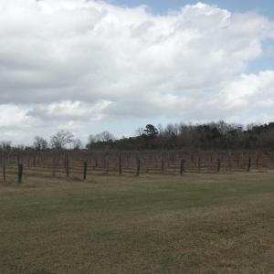 Photo #9 of 1717 Heritage Rd., Loris, SC 51.3 acres