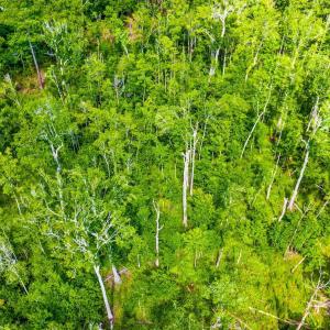 Photo #11 of TBD Highway 111, Little River, SC 8.4 acres