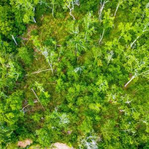 Photo #9 of TBD Highway 111, Little River, SC 8.4 acres