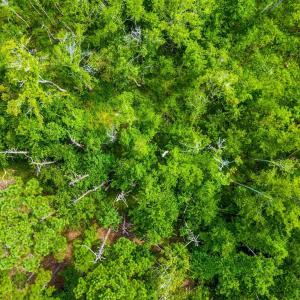 Photo #6 of TBD Highway 111, Little River, SC 8.4 acres