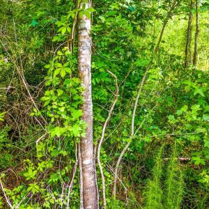 Photo #8 of TBD Highway 111, Little River, SC 8.4 acres