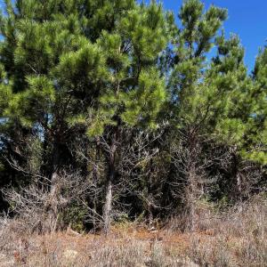 Photo #4 of 1677 Cockfield Rd., Scranton, SC 11.8 acres