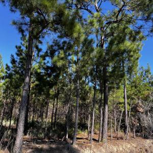 Photo #3 of 1677 Cockfield Rd., Scranton, SC 10.0 acres