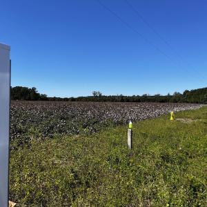 Photo #2 of 1677 Cockfield Rd., Scranton, SC 10.0 acres