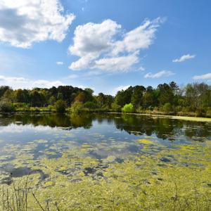 Water view with a view of trees