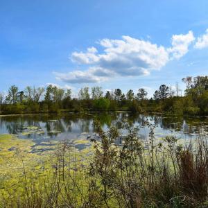 Water view featuring a view of trees