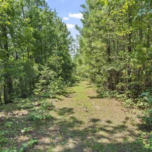 Photo #13 of 1351 Highway 90, Conway, SC 51.7 acres