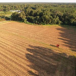 Photo #5 of 61.77 Acres-TBD Marion Church Rd., Salters, SC 61.8 acres