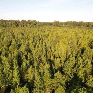 Photo #12 of 61.77 Acres-TBD Marion Church Rd., Salters, SC 61.8 acres