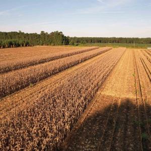 Photo #8 of 61.77 Acres-TBD Marion Church Rd., Salters, SC 61.8 acres