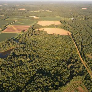 Photo #11 of 61.77 Acres-TBD Marion Church Rd., Salters, SC 61.8 acres