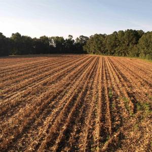 Photo #6 of 61.77 Acres-TBD Marion Church Rd., Salters, SC 61.8 acres