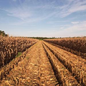 Photo #7 of 61.77 Acres-TBD Marion Church Rd., Salters, SC 61.8 acres