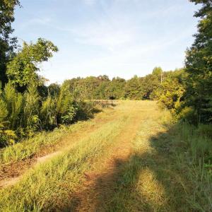 Photo #3 of 61.77 Acres-TBD Marion Church Rd., Salters, SC 61.8 acres