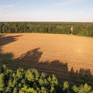 Photo #13 of 61.77 Acres-TBD Marion Church Rd., Salters, SC 61.8 acres