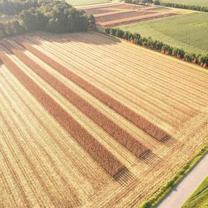 Photo #9 of 61.77 Acres-TBD Marion Church Rd., Salters, SC 61.8 acres