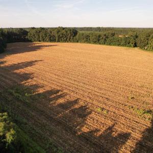 Photo #2 of 61.77 Acres-TBD Marion Church Rd., Salters, SC 61.8 acres
