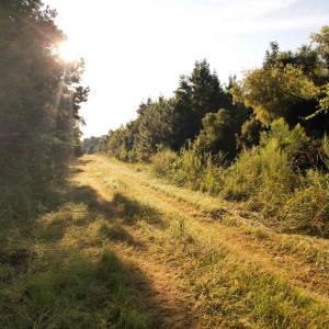 Photo #4 of 61.77 Acres-TBD Marion Church Rd., Salters, SC 61.8 acres