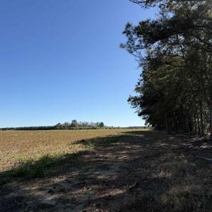 Photo #2 of 64 Acres-TBD Vox Hwy., Lake City, SC 64.0 acres