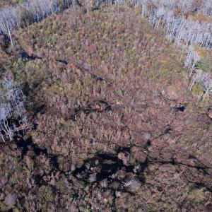 Photo #5 of 64 Acres-TBD Vox Hwy., Lake City, SC 64.0 acres