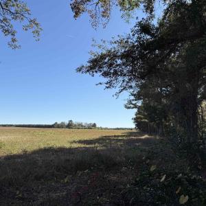 Photo #11 of 52 Acres-TBD Vox Hwy., Lake City, SC 52.0 acres
