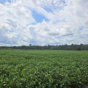 Photo #1 of 56.3AC Farguson Rd., Nichols, SC 56.3 acres