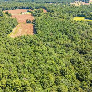 Bird's eye view of a forest