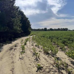 View of road with agricultural plots and a rural v