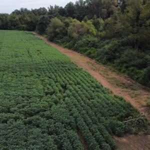 View of rural area with abundant farmland