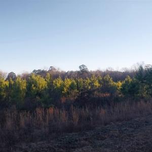 View of local wilderness