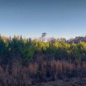 View of wooded area
